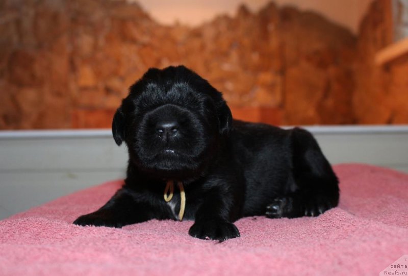 Фотография № 198529