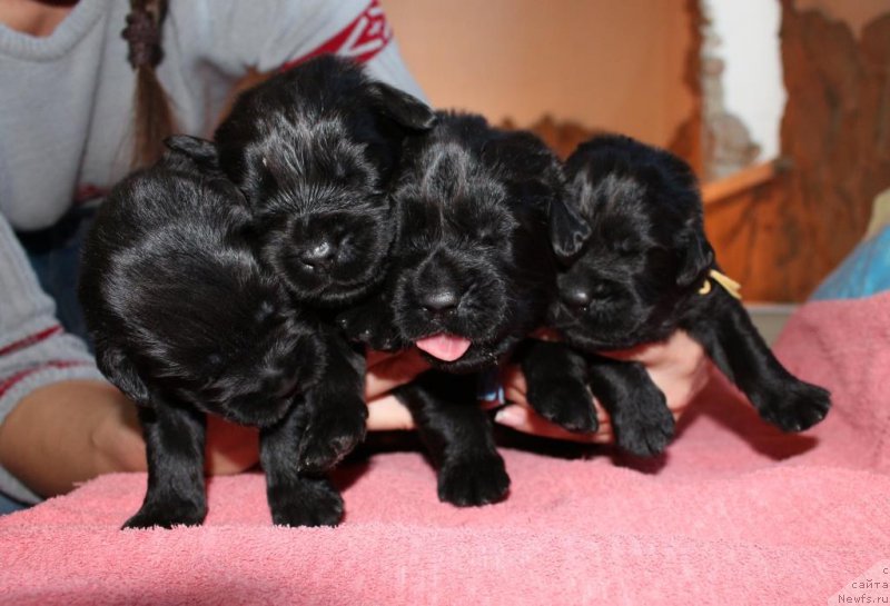 Фотография № 198531