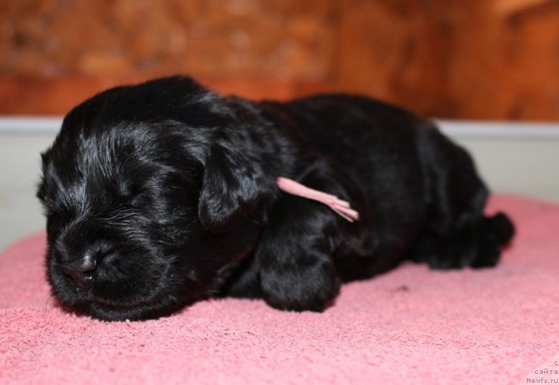 Фотография № 198533