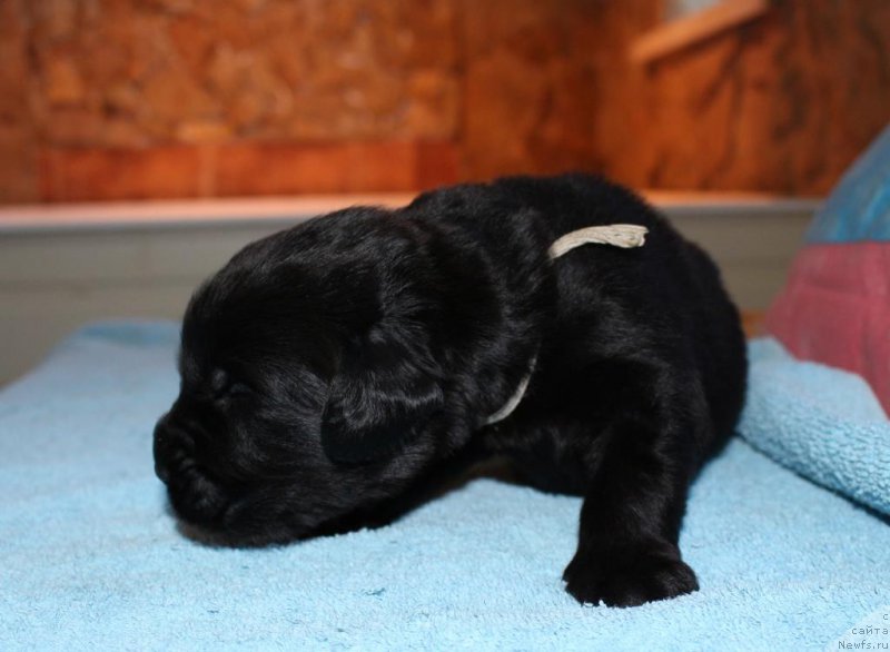 Фотография № 198534