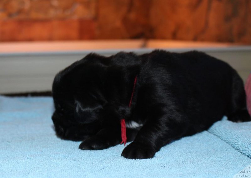 Фотография № 198535