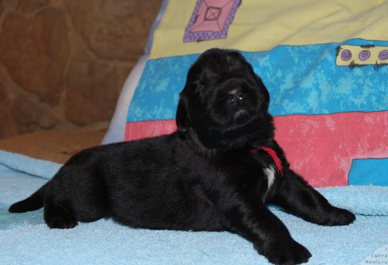 Фотография № 198536