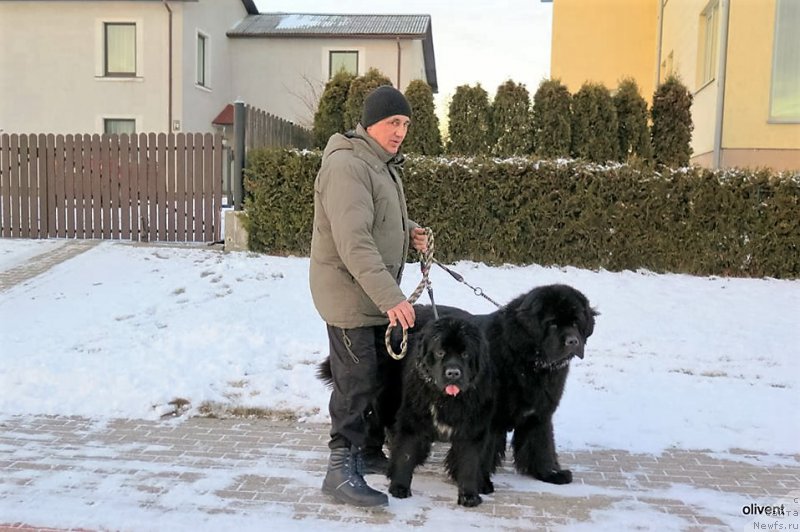 Фото: ньюфаундленд Баллада Звездного Дара с Берега Дона (Ballada Zvezdnogo Dara s Berega Dona), ньюфаундленд Звездный Дар Агасси (Zvezdnij Dar Agassi)