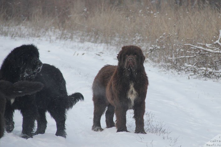 Фотография № 198555