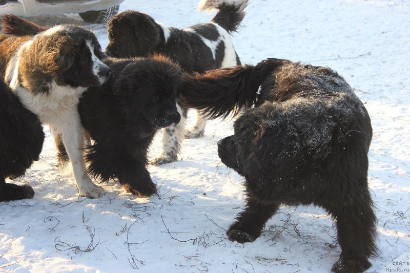 Фотография № 198564