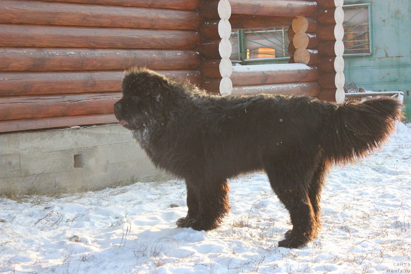 Фото: ньюфаундленд Маркиз Максимельен Де Марк (Markiz Maximilien de Mark)
