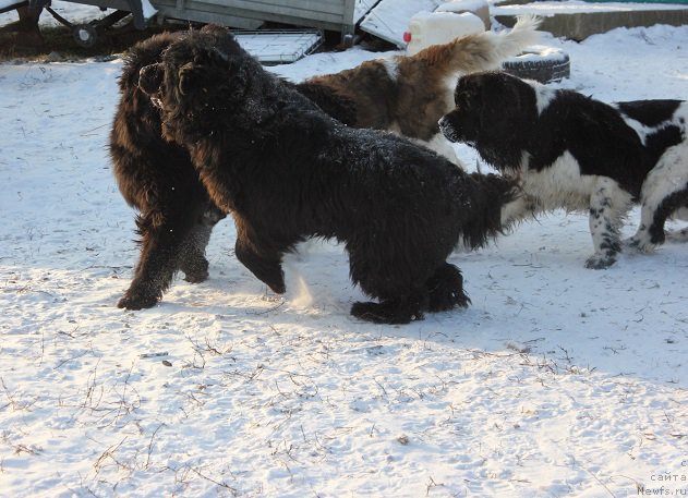 Фотография № 198570