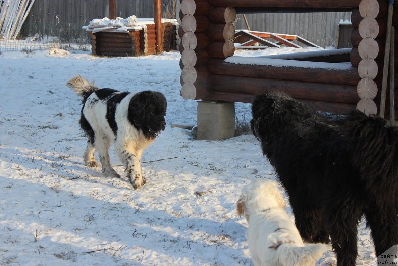 Фотография № 198573