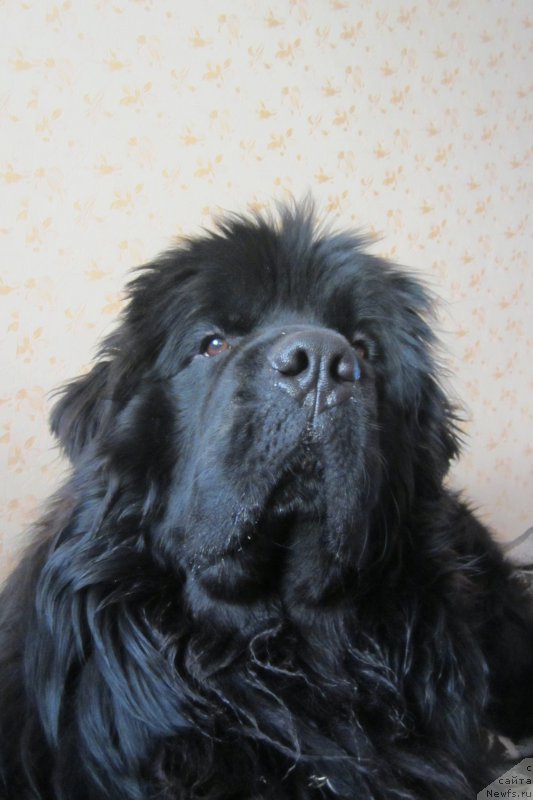 Фото: ньюфаундленд Супер Премиум Порше