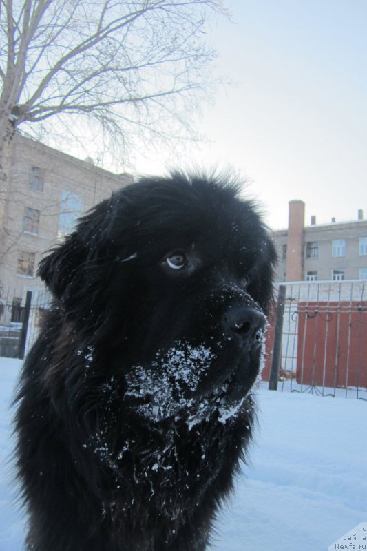 Фото: ньюфаундленд Супер Премиум Порше