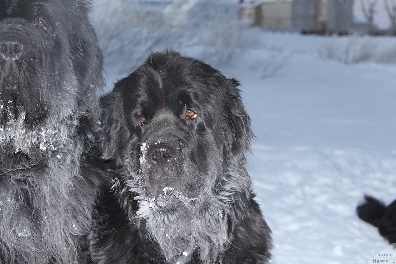 Фото: ньюфаундленд Анабелле Квин оф зэ Моунтайнс