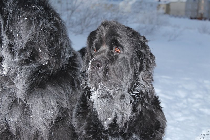Фото: ньюфаундленд Анабелле Квин оф зэ Моунтайнс