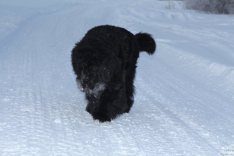 Фото: ньюфаундленд Fortuna of Giant's Island