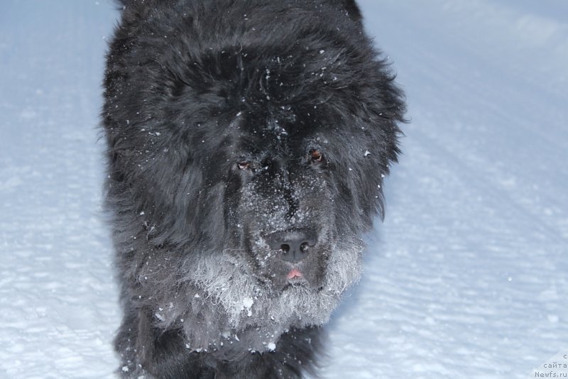 Фото: ньюфаундленд Fortuna of Giant's Island