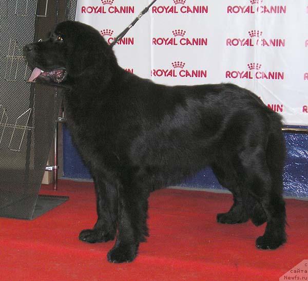 Фото: ньюфаундленд Маг Исполин Ежевика