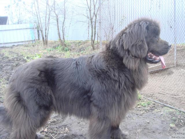 Фото: ньюфаундленд Севертан Светская Львица