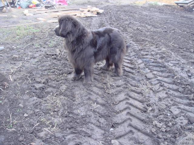Фото: ньюфаундленд Севертан Светская Львица, Татьяна Бахтерева
