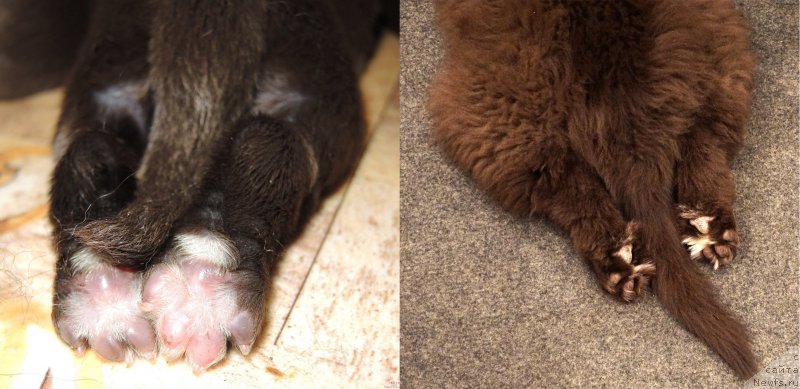 Фото: ньюфаундленд Фанньюф Аквилон (Funnewf Akvilon)