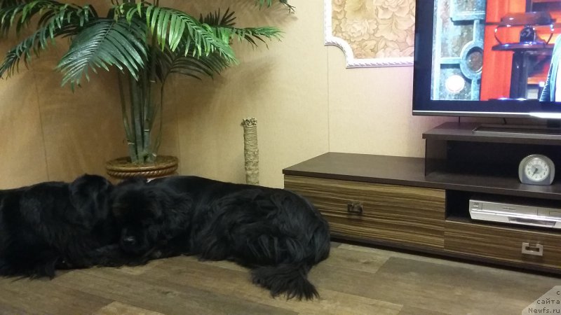 Фото: ньюфаундленд Несси Блэк с  Лесной Заимки, ньюфаундленд Супер Премиум Мерлин Монро