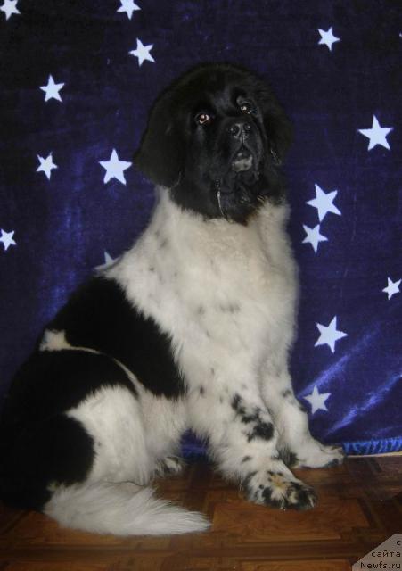 Фотография № 19863