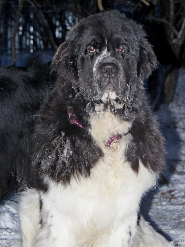 Фотография № 198640