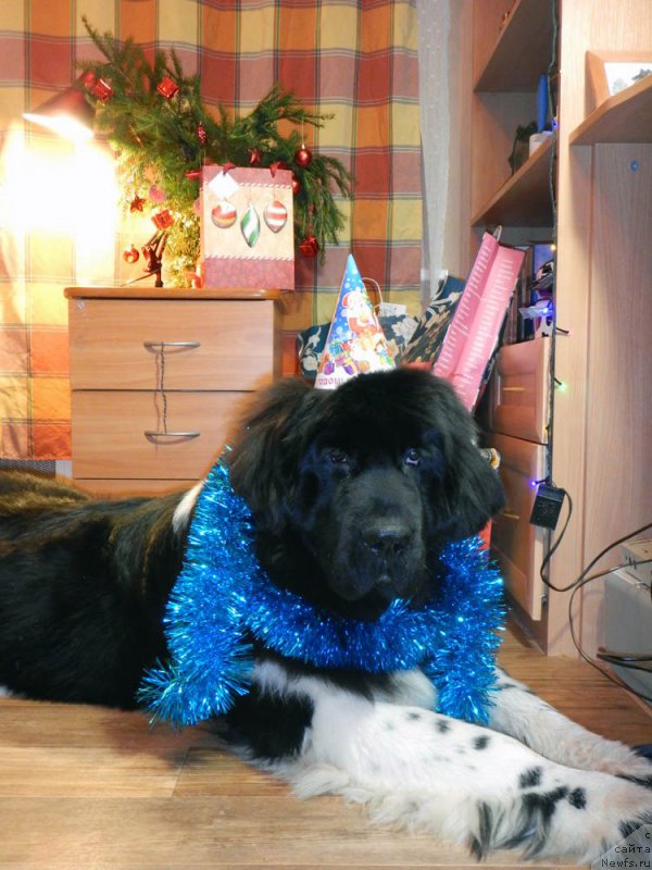 Фотография № 198643