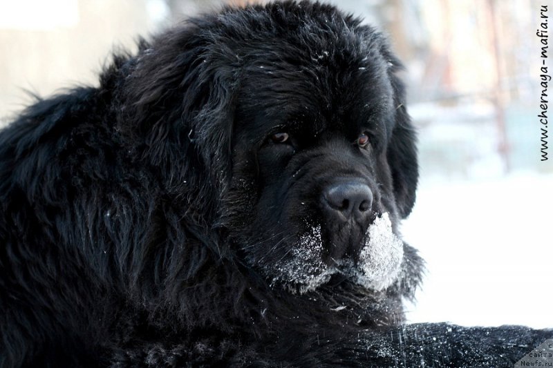 Фото: ньюфаундленд Черная Мафия Муст Хаве (Chernaya Mafia Must Have)