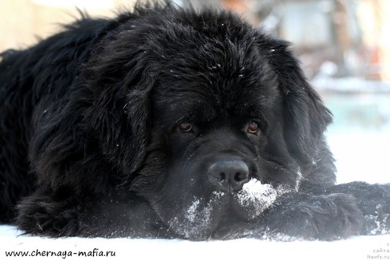Фото: ньюфаундленд Черная Мафия Муст Хаве (Chernaya Mafia Must Have)
