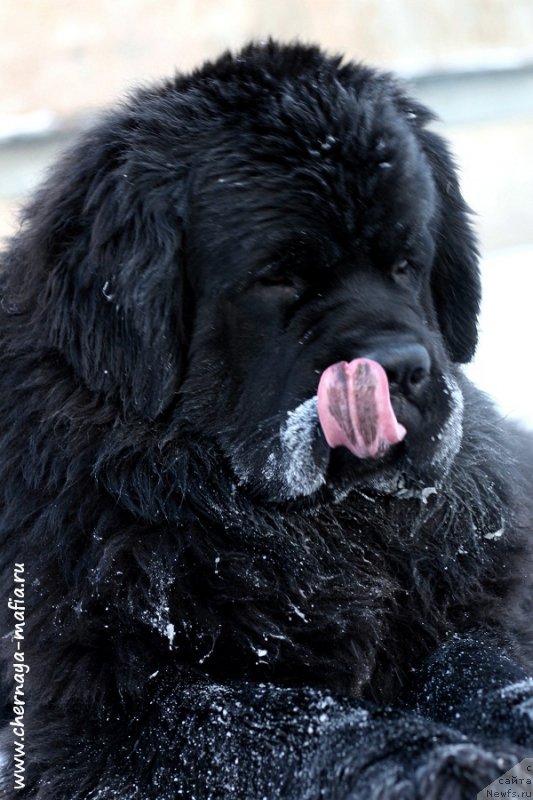 Фото: ньюфаундленд Черная Мафия Муст Хаве (Chernaya Mafia Must Have)