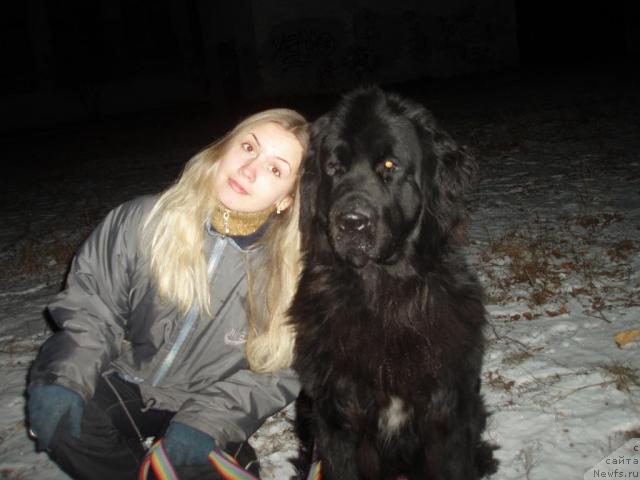 Фото: ньюфаундленд Маг Исполин Копперфильд, Александра Канунникова