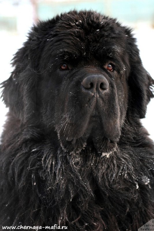 Фото: ньюфаундленд Черная Мафия Муст Хаве (Chernaya Mafia Must Have)
