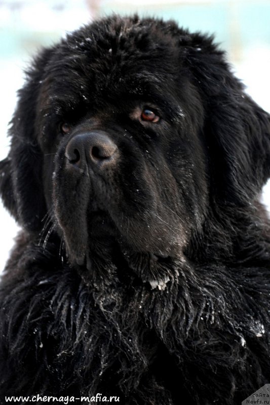 Фото: ньюфаундленд Черная Мафия Муст Хаве (Chernaya Mafia Must Have)
