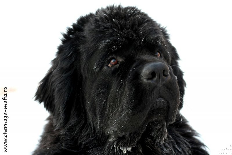Фото: ньюфаундленд Черная Мафия Муст Хаве (Chernaya Mafia Must Have)
