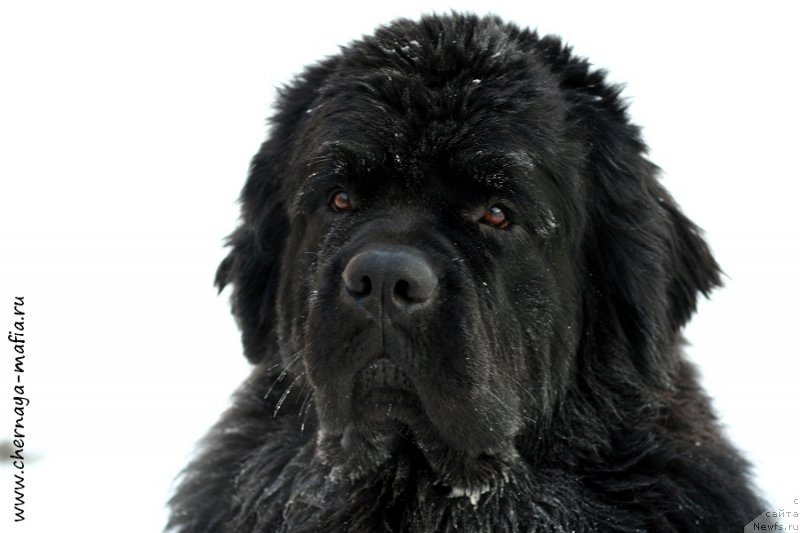 Фото: ньюфаундленд Черная Мафия Муст Хаве (Chernaya Mafia Must Have)