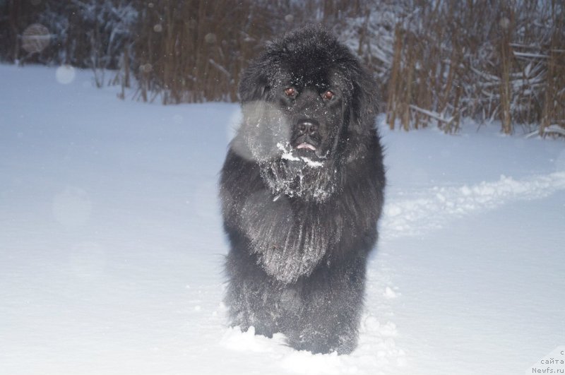 Фото: ньюфаундленд Императорский Каприз Икария