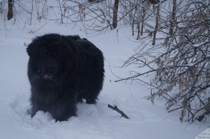 Фото: ньюфаундленд Императорский Каприз Икария