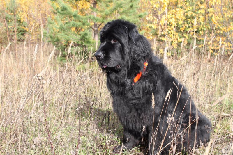 Фотография № 198662