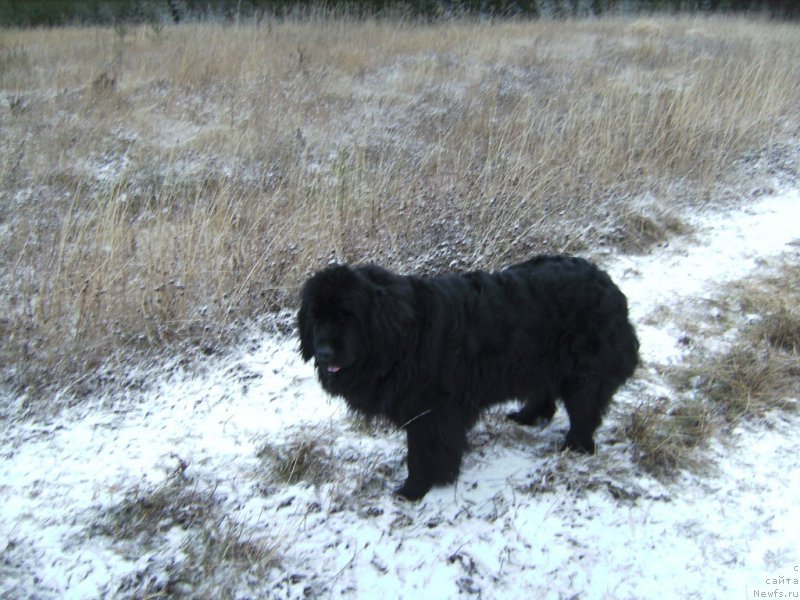 Фото: ньюфаундленд Ямайка Песня Любви