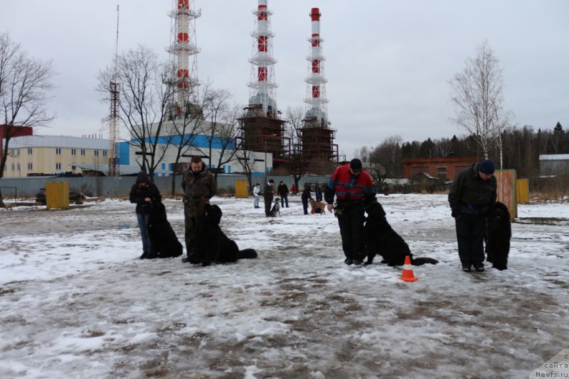 Фото: Юлия Якушева, ньюфаундленд Бегущая по Волнам Чичаритто, ньюфаундленд Вом Ватерфулл Лэнд Бэкхэм (Vom Waterfall Land Backham), Леонид, ньюфаундленд Сент Джонс Ларель Леоланда (Sent Djons Larel Leolanda), Александр Пономарёв, Конан (Сент-Джонс)