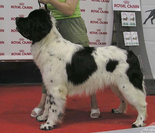 Фото: ньюфаундленд Маг Исполин Евграф