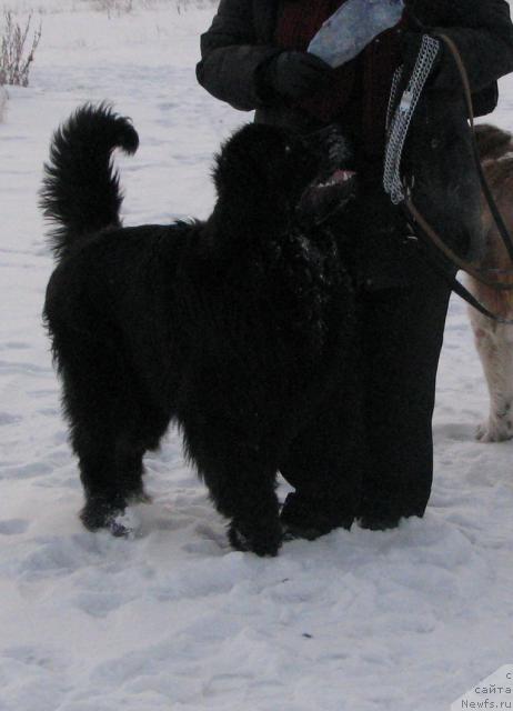 Фото: ньюфаундленд Жасмин Северный Каприз из Медвежьего Яра (Zhasmine Severny Caprice iz Medvejyego Yara)