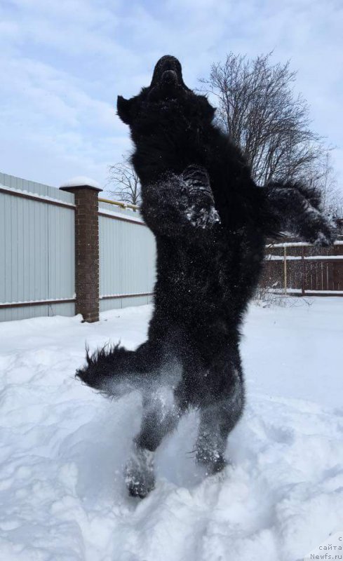 Фото: ньюфаундленд Нью-Пом-Шир Арктур Сварт Бьорн