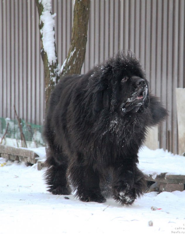 Фото: ньюфаундленд Лунная Соната Для Елены Гранд Бэби