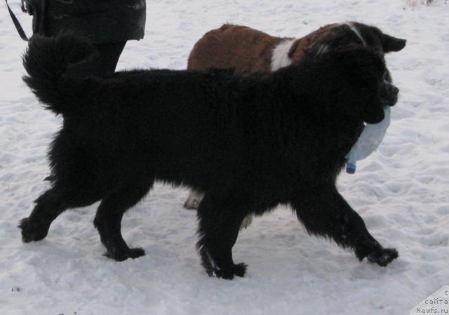 Фото: ньюфаундленд Жасмин Северный Каприз из Медвежьего Яра (Zhasmine Severny Caprice iz Medvejyego Yara)