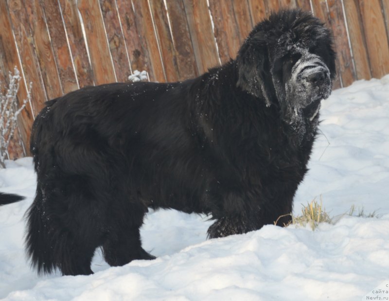 Фото: ньюфаундленд Супер Премиум Голд Кисс (Super Premium Gold Kis)