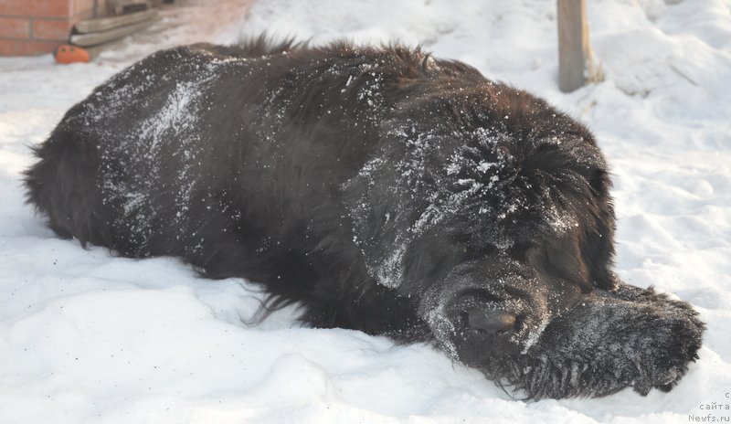 Фото: ньюфаундленд Супер Премиум Голд Кисс (Super Premium Gold Kis)