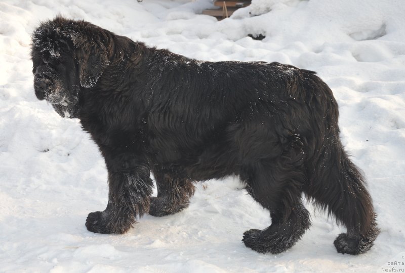 Фото: ньюфаундленд Супер Премиум Голд Кисс (Super Premium Gold Kis)