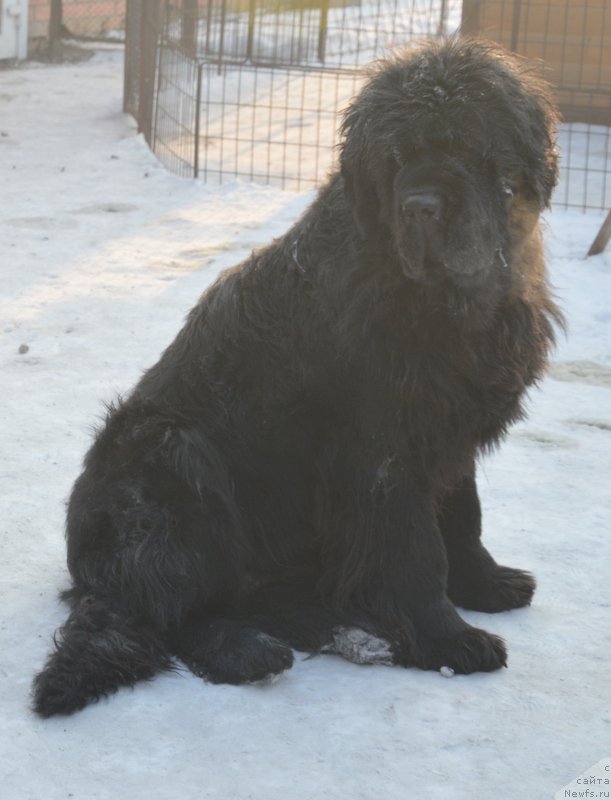 Фото: ньюфаундленд Увертюра из Медвежьего Яра (Overture iz Medvejyego Yara)