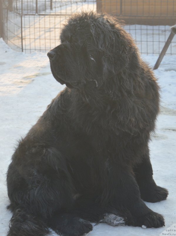 Фото: ньюфаундленд Увертюра из Медвежьего Яра (Overture iz Medvejyego Yara)
