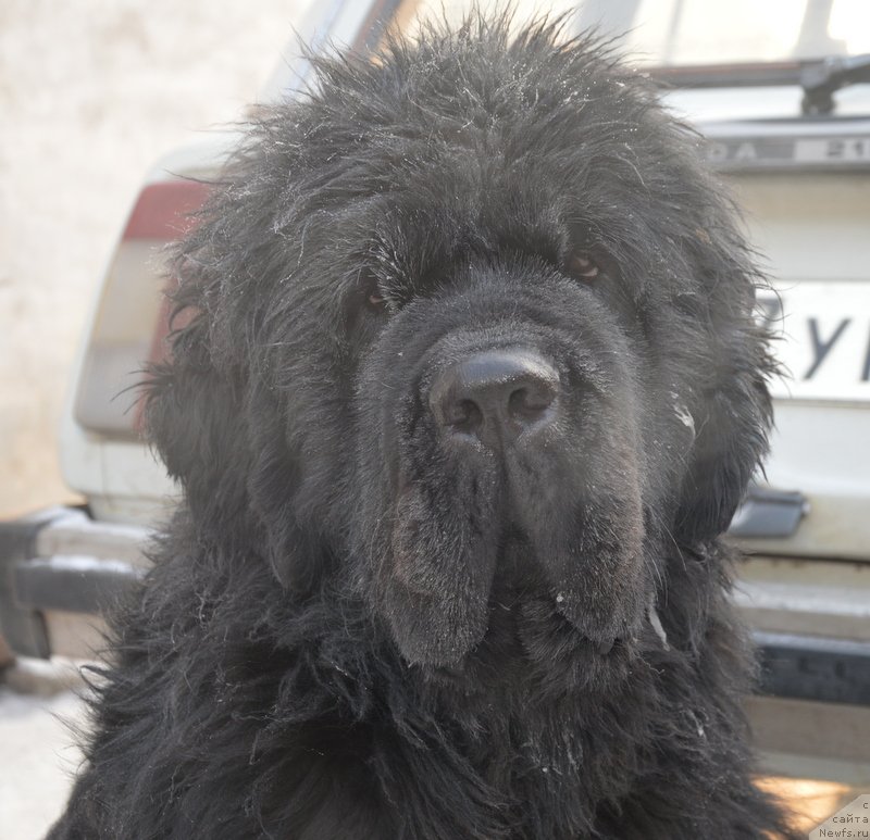 Фото: ньюфаундленд Увертюра из Медвежьего Яра (Overture iz Medvejyego Yara)